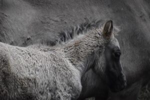 任意整理後の生活はどうなるのか解説しますか？